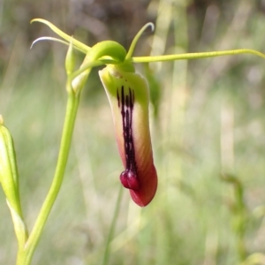 Cryptostylis subulata at Vincentia, NSW - suppressed