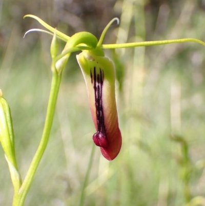 Cryptostylis subulata (Cow Orchid) at Vincentia, NSW - 24 Feb 2023 by AnneG1