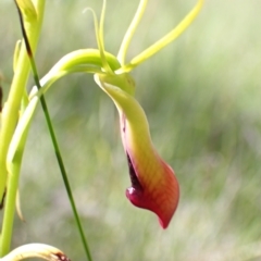 Cryptostylis subulata at Vincentia, NSW - 24 Feb 2023