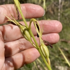 Cryptostylis subulata at Vincentia, NSW - suppressed