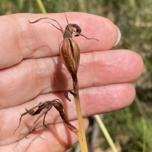 Cryptostylis subulata at Vincentia, NSW - 24 Feb 2023