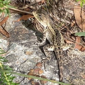 Amphibolurus muricatus at Vincentia, NSW - 28 Feb 2023