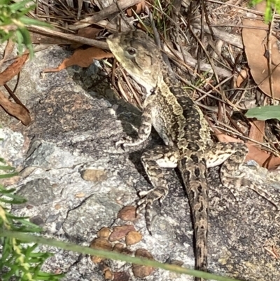 Amphibolurus muricatus (Jacky Lizard) at Vincentia, NSW - 28 Feb 2023 by AnneG1