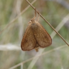 Fraus (genus) (A swift or ghost moth) at Charleys Forest, NSW - 3 Mar 2023 by arjay