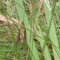 Fraus (genus) at Charleys Forest, NSW - suppressed