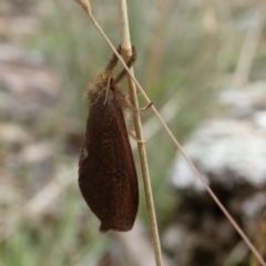 Fraus (genus) at Charleys Forest, NSW - suppressed