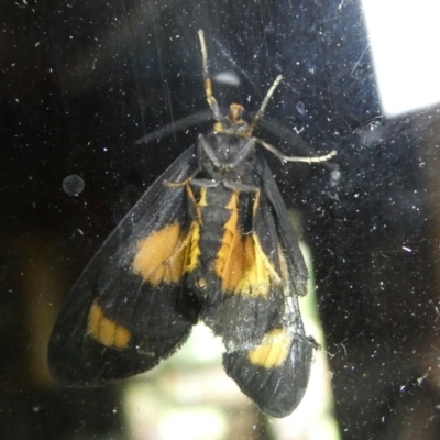 Asura cervicalis (Spotted Lichen Moth) at Mongarlowe River - 3 Mar 2023 by arjay