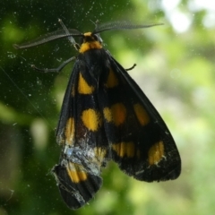 Asura cervicalis at Charleys Forest, NSW - suppressed