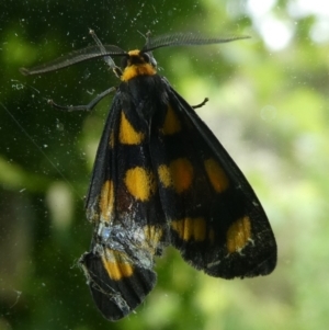 Asura cervicalis at Charleys Forest, NSW - suppressed