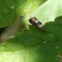 Glyphipterix chrysoplanetis (A Sedge Moth) at Charleys Forest, NSW - 2 Mar 2023 by arjay