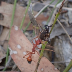 Myrmecia gulosa at Vincentia, NSW - 28 Feb 2023