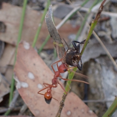 Myrmecia gulosa (Red bull ant) at Vincentia, NSW - 28 Feb 2023 by AnneG1