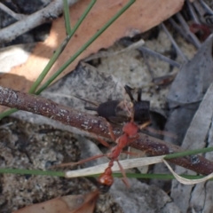 Myrmecia gulosa at Vincentia, NSW - 28 Feb 2023