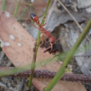 Myrmecia gulosa at Vincentia, NSW - 28 Feb 2023