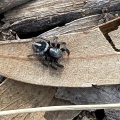 Salpesia (genus) (Salpesia Jumping Spider) at Bruce, ACT - 3 Mar 2023 by SteveBorkowskis