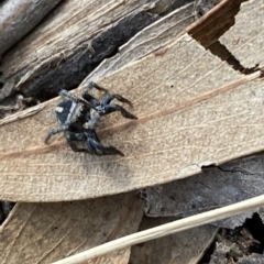 Salpesia sp. (genus) at Bruce, ACT - 3 Mar 2023