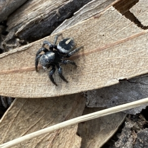 Salpesia sp. (genus) at Bruce, ACT - 3 Mar 2023