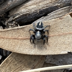 Salpesia sp. (genus) at Bruce, ACT - 3 Mar 2023