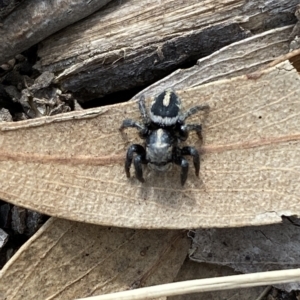 Salpesia sp. (genus) at Bruce, ACT - 3 Mar 2023