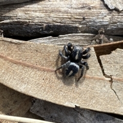 Salpesia sp. (genus) at Bruce, ACT - 3 Mar 2023