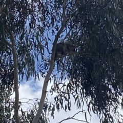 Pseudocheirus peregrinus (Common Ringtail Possum) at Bruce, ACT - 3 Mar 2023 by Steve_Bok