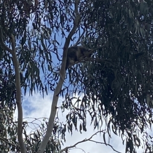 Pseudocheirus peregrinus at Bruce, ACT - 3 Mar 2023