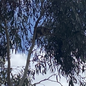 Pseudocheirus peregrinus at Bruce, ACT - 3 Mar 2023