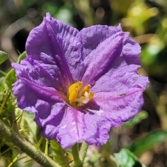 Solanum cinereum (Narrawa Burr) at Molonglo Gorge - 3 Mar 2023 by trevorpreston