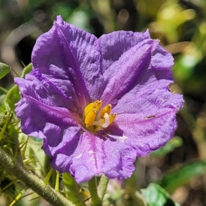 Solanum cinereum at Kowen, ACT - 3 Mar 2023