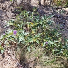 Solanum cinereum at Kowen, ACT - 3 Mar 2023