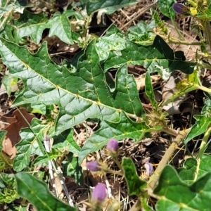 Solanum cinereum at Kowen, ACT - 3 Mar 2023