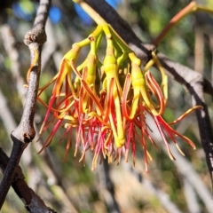 Amyema miquelii (Box Mistletoe) at Molonglo Gorge - 3 Mar 2023 by trevorpreston