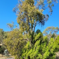 Amyema miquelii at Kowen, ACT - 3 Mar 2023