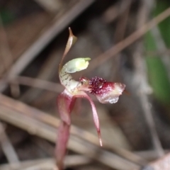 Chiloglottis sylvestris (Small Wasp Orchid) at Wingecarribee Local Government Area - 2 Mar 2023 by AnneG1