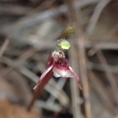 Chiloglottis sylvestris at Fitzroy Falls, NSW - suppressed