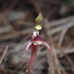 Chiloglottis sylvestris at Fitzroy Falls, NSW - 2 Mar 2023