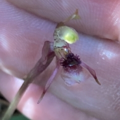 Chiloglottis sylvestris at Fitzroy Falls, NSW - suppressed