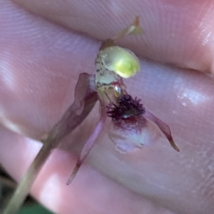 Chiloglottis sylvestris at Fitzroy Falls, NSW - 2 Mar 2023