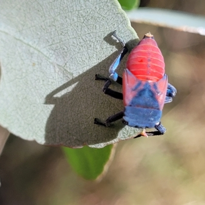 Eurymela distincta (Gumtree leafhopper) at Kowen, ACT - 3 Mar 2023 by trevorpreston