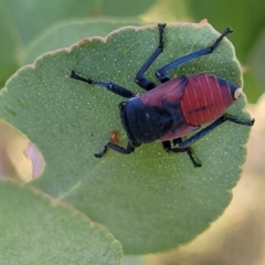 Eurymela distincta at Kowen, ACT - 3 Mar 2023 04:18 PM