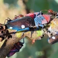 Eurymela distincta (Gumtree leafhopper) at Kowen Escarpment - 3 Mar 2023 by trevorpreston