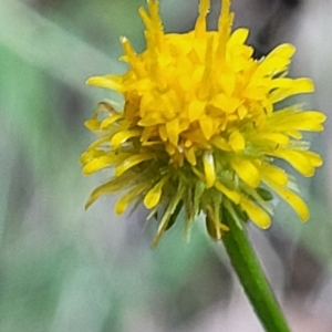 Calotis lappulacea at Kowen, ACT - 3 Mar 2023