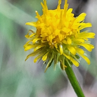 Calotis lappulacea (Yellow Burr Daisy) at Kowen, ACT - 3 Mar 2023 by trevorpreston