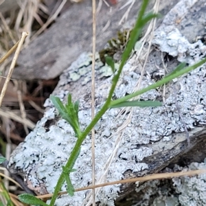 Calotis lappulacea at Kowen, ACT - 3 Mar 2023