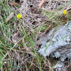 Calotis lappulacea at Kowen, ACT - 3 Mar 2023