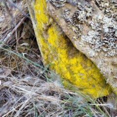 Chrysothrix xanthina at Molonglo Gorge - 3 Mar 2023 by trevorpreston