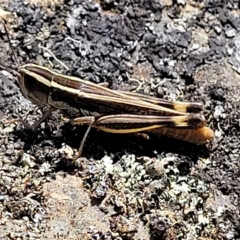 Macrotona australis (Common Macrotona Grasshopper) at Molonglo Gorge - 3 Mar 2023 by trevorpreston