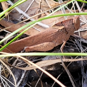 Goniaea australasiae at Kowen, ACT - 3 Mar 2023 04:07 PM