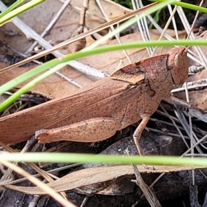 Goniaea australasiae at Kowen, ACT - 3 Mar 2023 04:07 PM