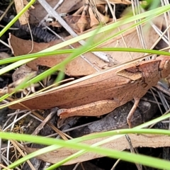 Goniaea australasiae at Kowen, ACT - 3 Mar 2023 04:07 PM